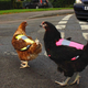 Illustration for article titled High Visibility Road Vests For Chickens Now Exist